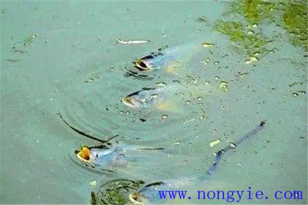 怎樣判斷魚(yú)浮頭的程度