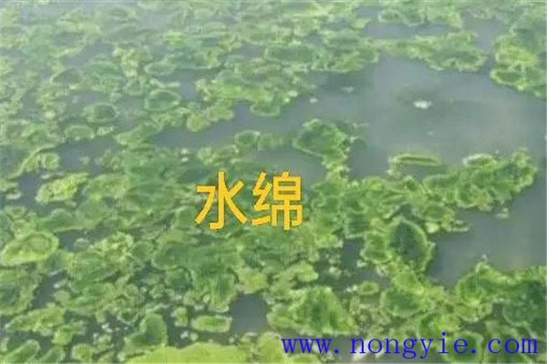 如何清除和控制水綿、水網(wǎng)藻和湖靛等敵害生物