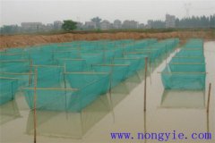 黑魚1齡魚苗放養(yǎng)密度、培育方法和越冬管理