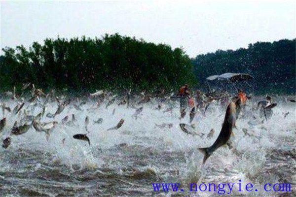 注意加強(qiáng)魚(yú)體鍛煉