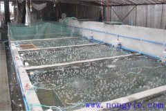 如何選擇魚苗、魚種池，又怎樣清整、施肥