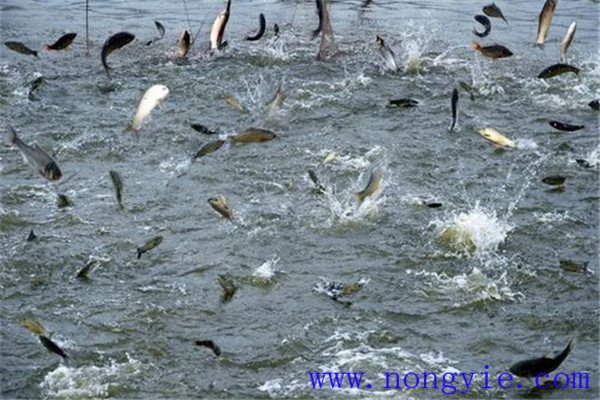 怎樣預(yù)測(cè)魚(yú)泛塘