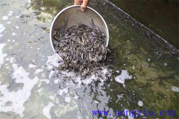 培育魚苗、魚種的方法