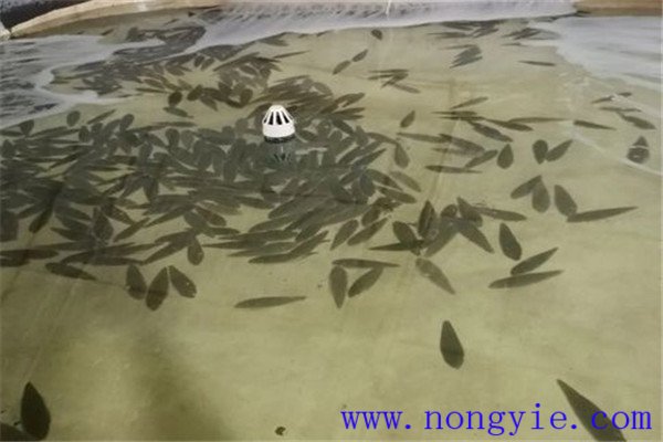 餓 ，即停喂飼料
