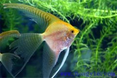 常見(jiàn)的較易飼養(yǎng)的熱帶魚(yú)品種有哪些？