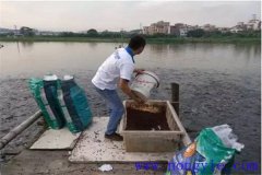 怎樣提高魚飼料的利用率？