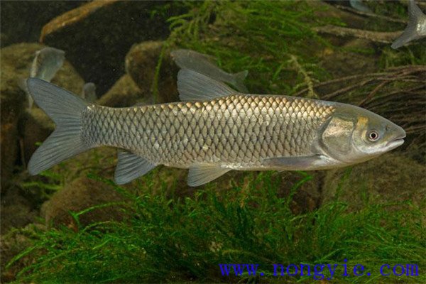 鰱、鳙、草魚