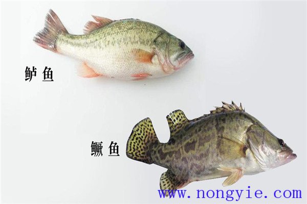 鱖魚、烏鱧、加州鱸