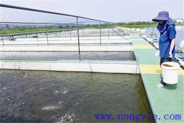 保證飼料質(zhì)量、掌握好投喂量
