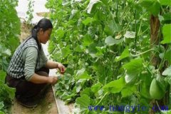 厚皮甜瓜整枝方式、整枝技術(shù)要點與注意事項