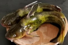如何宰殺黃骨魚、怎么清洗，怎么挑選黃骨魚