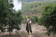 砂糖桔著色期如何施肥，著色期的管理重點(diǎn)簡介