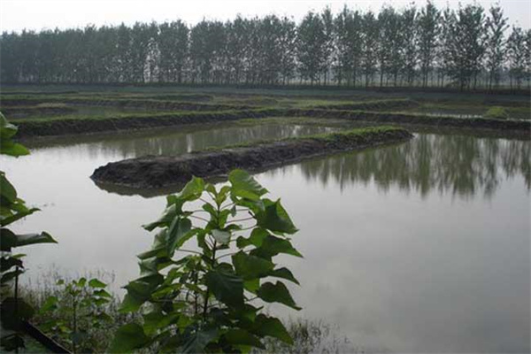 改善水質(zhì)、凈化底質(zhì)