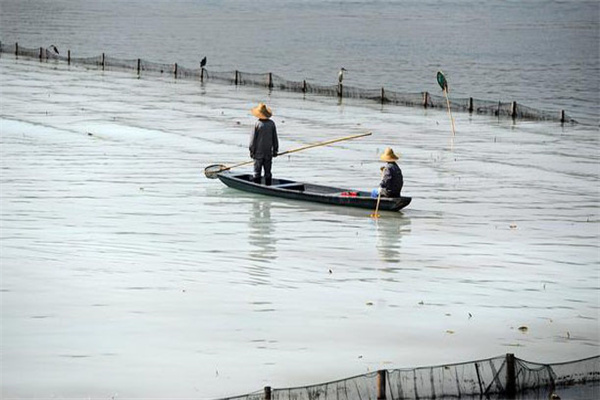 清除野雜魚，減少爭食者