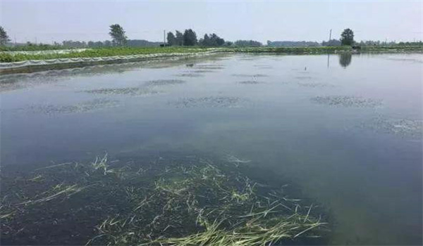 凈化、穩(wěn)定水質(zhì)