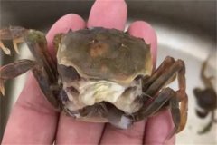 海水蟹類脫殼期死亡的原因是什么，如何處理？