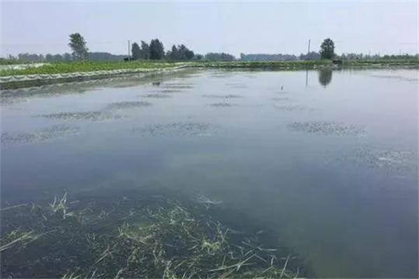 栽種水草，嚴格管護