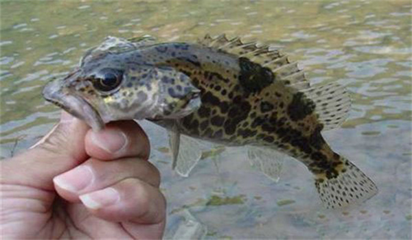 桂花魚(yú)(鱖魚(yú))病毒病的流行特點(diǎn)