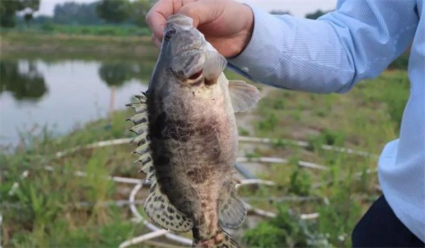 桂花魚(yú)(鱖魚(yú))病毒病的防治技術(shù)
