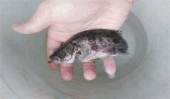 常見(jiàn)的魚(yú)病有幾種類(lèi)型，病毒性魚(yú)病有幾種