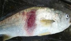 腸炎病，豎鱗病等細(xì)菌性魚(yú)病防治技術(shù)問(wèn)答