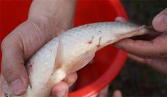 怎樣防治魚(yú)的中華魚(yú)鳋病，其癥狀表現(xiàn)如何？
