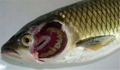 魚類爛鰓病的病因是什么，有哪些癥狀表現(xiàn)？