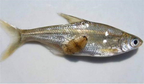 魚(yú)虱病的病原是什么