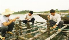 河蚌怎樣采捕、運(yùn)輸與暫養(yǎng)