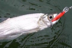 翹嘴魚冬季在什么位置好釣，怎么釣需注意什么