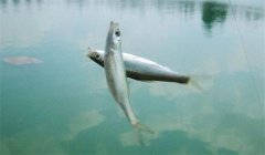 釣到的白條魚能養(yǎng)活嗎？釣白條魚要注意什么？