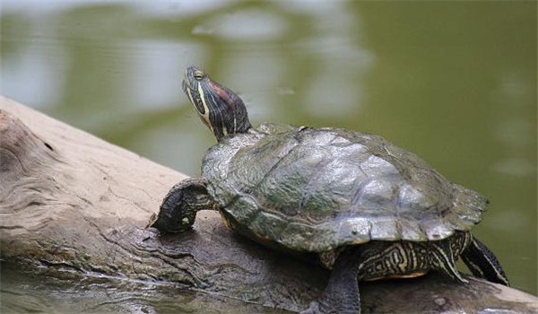 烏龜的日常管理