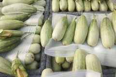 羊角蜜甜瓜什么時間成熟上市，怎么看熟不熟？