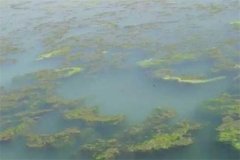 龍蝦池塘中的青苔怎么處理，怎么快速清除干凈