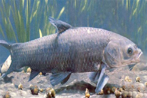 青魚催產(chǎn)劑的種類、劑量和注射方法