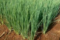 大蔥的品種有哪些，什么時(shí)間種植、怎樣種植