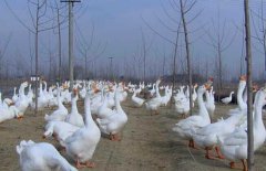 皖西白鵝養(yǎng)殖場地如何選擇、如何飼養(yǎng)與管理？