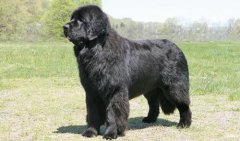 紐芬蘭犬價格多少一只，紐芬蘭犬怎么養(yǎng)？