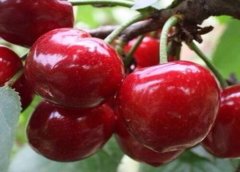 美早櫻桃樹幾年結(jié)果？美早櫻桃種植技術(shù)要點(diǎn)