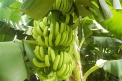 香蕉一般多久成熟？香蕉生長環(huán)境和條件簡介