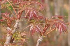 香椿矮化密植的選種、育苗要點(diǎn)及剪枝方法