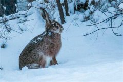 冬季野兔的活動規(guī)律，它冬天什么時候出來？
