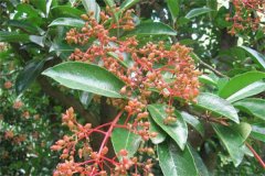 珊瑚樹的生態(tài)習(xí)性、栽培管理與園林用途