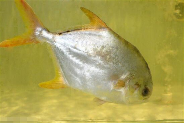 淡水鯧的形態(tài)特征、食性與生長規(guī)律