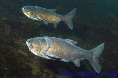 家魚混養(yǎng)池只死鰱鳙魚的原因是什么？