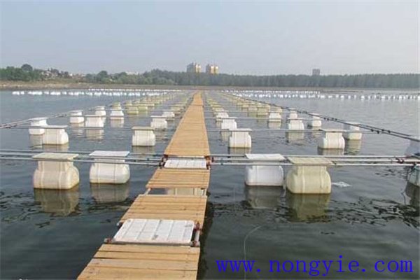 網(wǎng)箱養(yǎng)鱖魚網(wǎng)箱、網(wǎng)目大小和放養(yǎng)密度