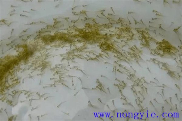 投喂魚(yú)苗豆?jié){的方法