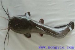 革胡子鯰怎么養(yǎng)殖，它有哪幾種養(yǎng)殖方式