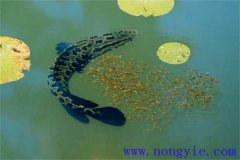 烏魚的產(chǎn)卵季節(jié)、成熟年齡、懷卵量與產(chǎn)卵量