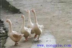 母鵝拔毛注意事項(xiàng) 母鵝拔毛后幾天能下蛋？